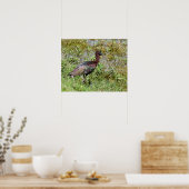Glossy Ibis Poster (Keuken)