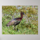 Glossy Ibis Poster (Voorkant)