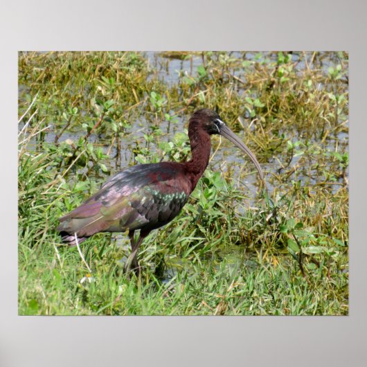 Glossy Ibis Poster (Voorkant)