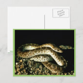 Glossy Snake Briefkaart (Voorkant / Achterkant)