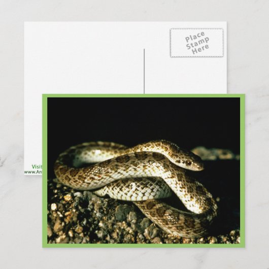 Glossy Snake Briefkaart (Voorkant / Achterkant)