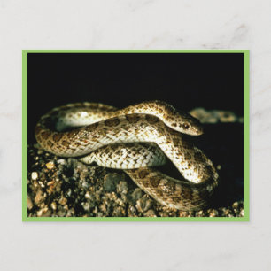 Glossy Snake Briefkaart