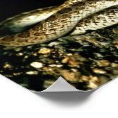 Glossy Snake Poster (Hoek)