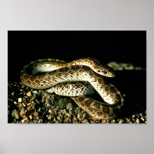 Glossy Snake Poster (Voorkant)