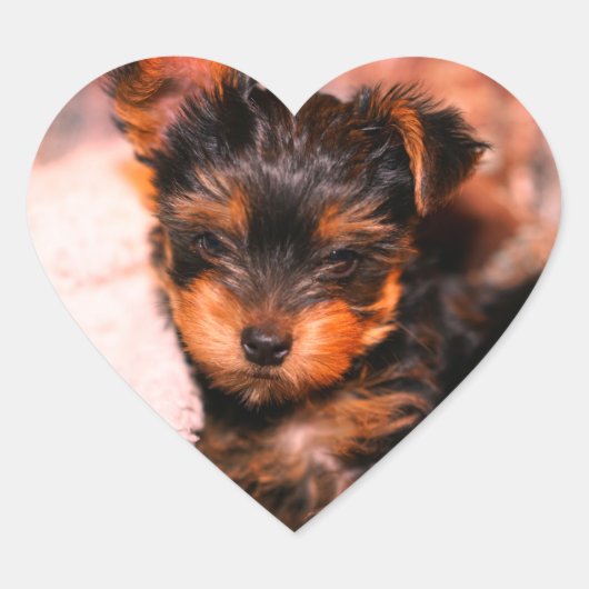 Glossy Yorke Pup Small Heart Sticker (Voorkant)