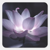 Glotusbloem decoratieve bloemfotografie vierkante sticker (Voorkant)