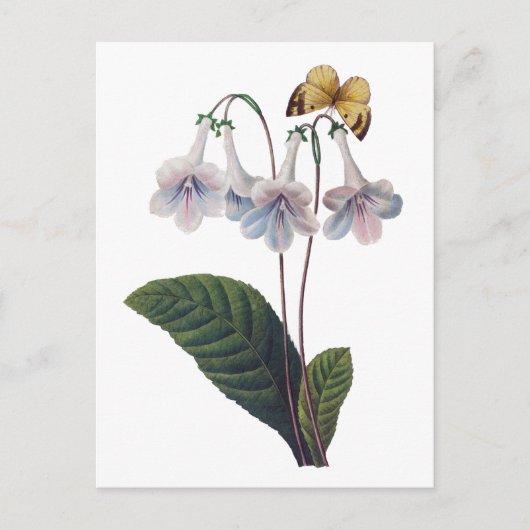 Gloxinia door Pierre Joseph Redoute Briefkaart (Voorkant)