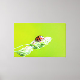 Glücksbringer-Marienkäfer für Deine Wand! Canvas Afdruk