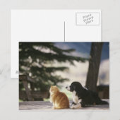 gluren op de sneeuw | Westerne Colorado Briefkaart (Voorkant / Achterkant)