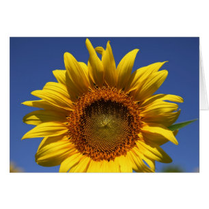 Gluur een boe-geroep