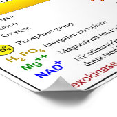 Glycolysis Metabole route Overzicht diagram (Hoek)