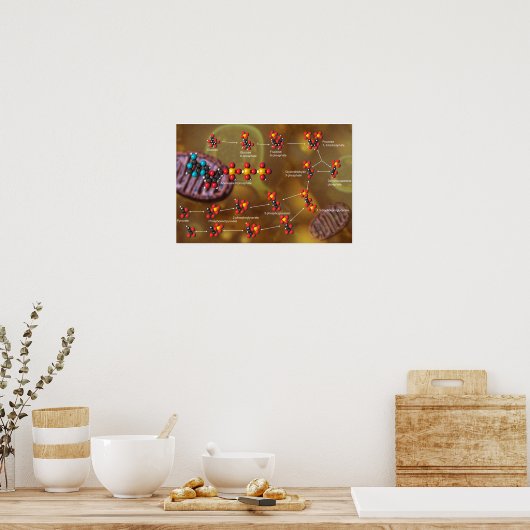 Glycolysis poster (Keuken)