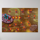 Glycolysis poster (Voorkant)