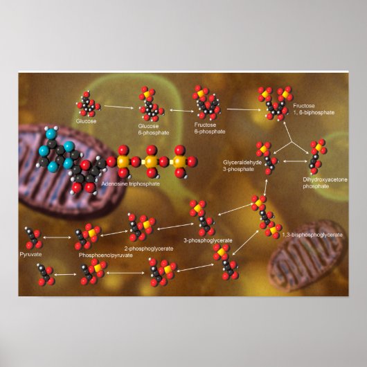 Glycolysis poster (Voorkant)
