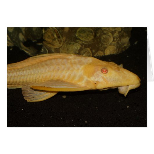 Glyptoperichthys gibbiceps (Voorkant Horizontaal)
