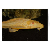 Glyptoperichthys gibbiceps (Voorkant Horizontaal)