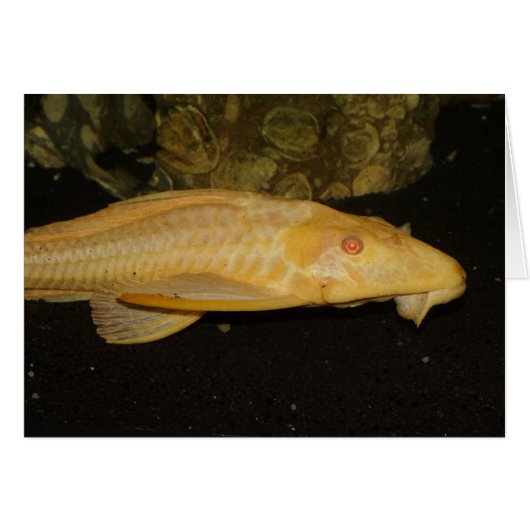Glyptoperichthys gibbiceps (Voorkant Horizontaal)