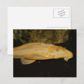 Glyptoperichthys gibbiceps briefkaart (Voorkant / Achterkant)