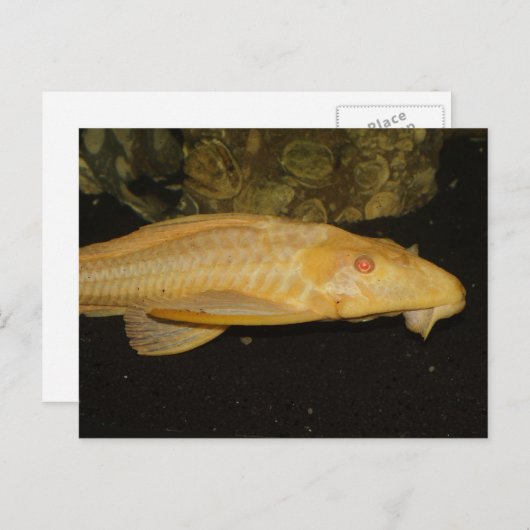 Glyptoperichthys gibbiceps briefkaart (Voorkant / Achterkant)