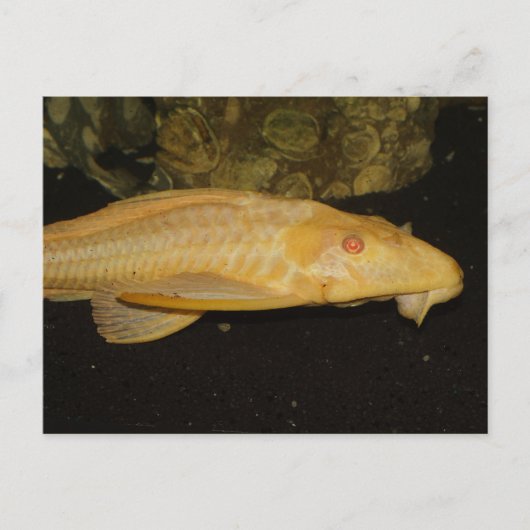 Glyptoperichthys gibbiceps briefkaart (Voorkant)