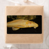 Glyptoperichthys gibbiceps etiket (Insitu)