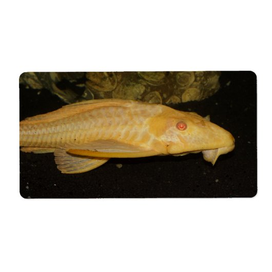 Glyptoperichthys gibbiceps etiket (Voorkant)