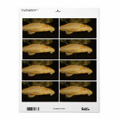 Glyptoperichthys gibbiceps etiket (Full Sheet)
