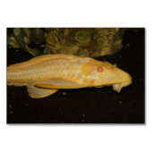 Glyptoperichthys gibbiceps kaart (Voorkant)