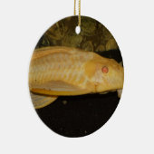Glyptoperichthys gibbiceps keramisch ornament (Rechts)