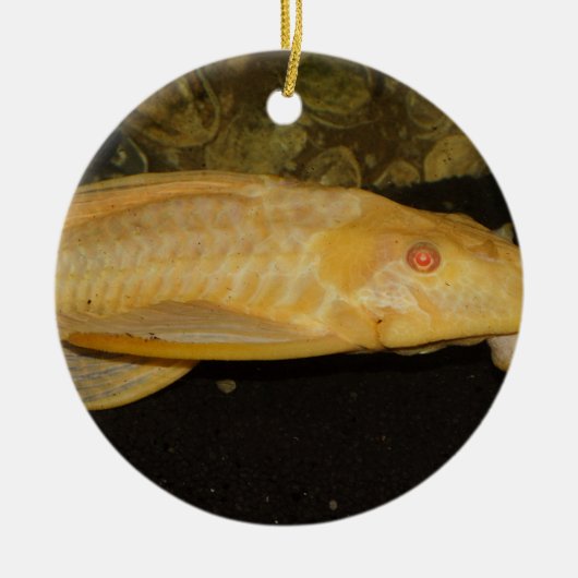 Glyptoperichthys gibbiceps keramisch ornament (Voorkant)