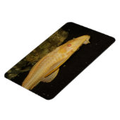 Glyptoperichthys gibbiceps magneet (Linkerzijde)