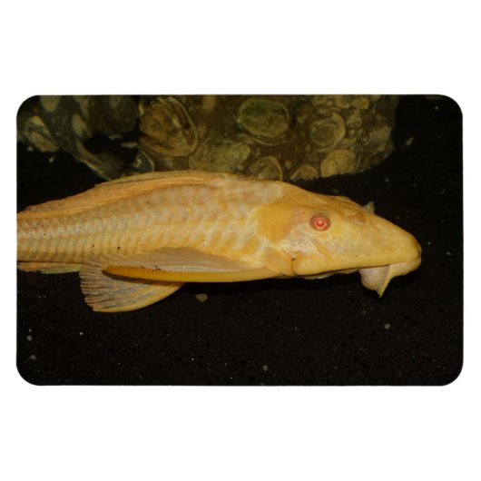 Glyptoperichthys gibbiceps magneet (Horizontaal)