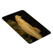 Glyptoperichthys gibbiceps magneet (Rechterzijde)