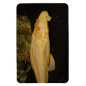 Glyptoperichthys gibbiceps magneet (Verticaal)