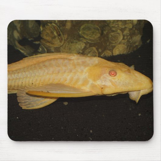 Glyptoperichthys gibbiceps muismat (Voorkant)