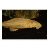 Glyptoperichthys gibbiceps perfect poster (Voorkant)