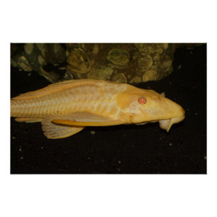 Glyptoperichthys gibbiceps perfect poster