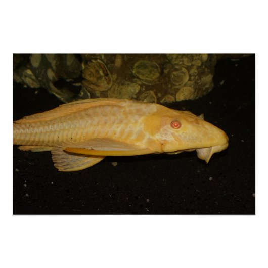 Glyptoperichthys gibbiceps perfect poster (Voorkant)