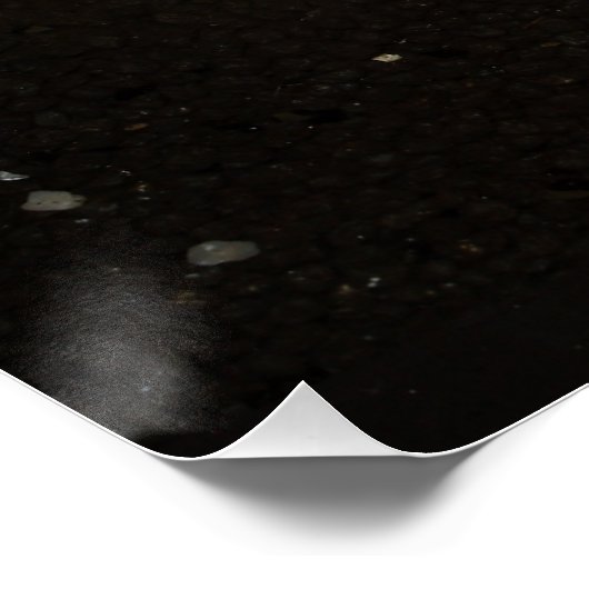 Glyptoperichthys gibbiceps perfect poster (Hoek)