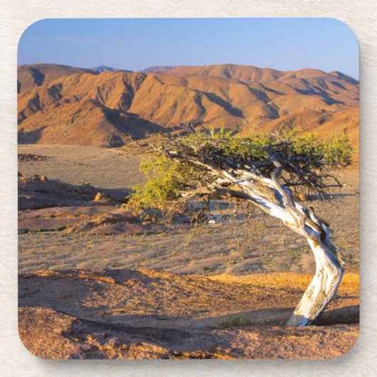 Gnarled Tree and Desert Lands (Richtersveld) Drankjes Onderzetter (Voorkant)