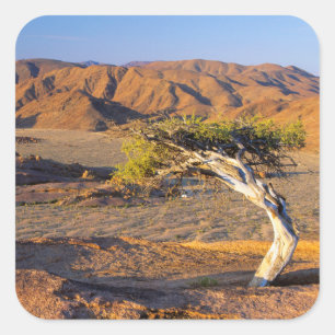 Gnarled Tree and Desert Lands (Richtersveld) Vierkante Sticker