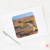 Gnarled Tree and Desert Lands (Richtersveld) Vierkante Sticker (Envelop)