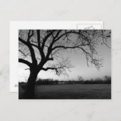 Gnarled Tree Post-Card Briefkaart (Voorkant / Achterkant)