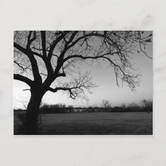 Gnarled Tree Post-Card Briefkaart