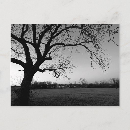 Gnarled Tree Post-Card Briefkaart (Voorkant)