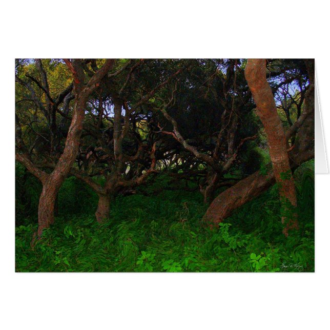 Gnarled Trees (Voorkant Horizontaal)