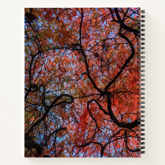 Gnarly Autumn Japanse Maple Tree Branches Foto Notitieboek (Achterkant)