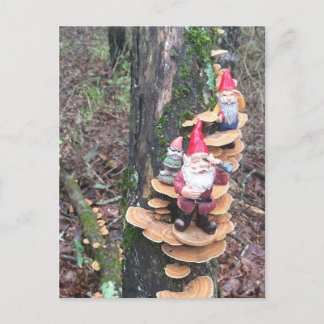 Gnomen en de kalkoenstaart paddenstoelen briefkaart