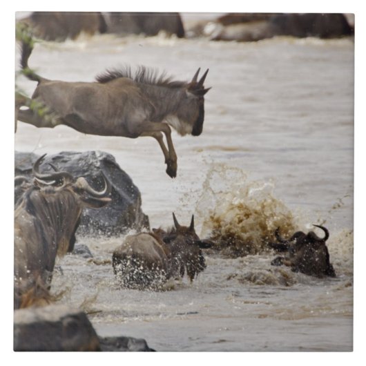 Gnu die de Mara-rivier induikt Tegeltje (Voorkant)