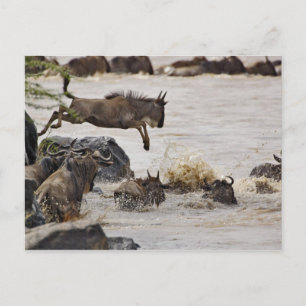 Gnu springt in de Mara-rivier Briefkaart